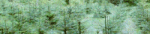 Cefnllysgwynne Christmas Trees